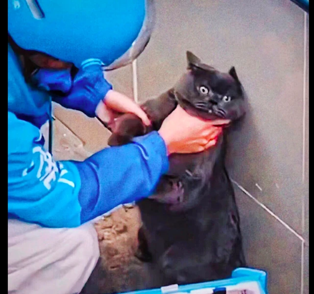 猫咪偷吃了外卖，外卖员把它逼到了墙角质问，猫：还以为是自助餐