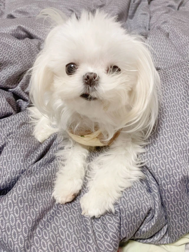 【约克夏】养小型犬马尔济斯一个月要花多少钱？