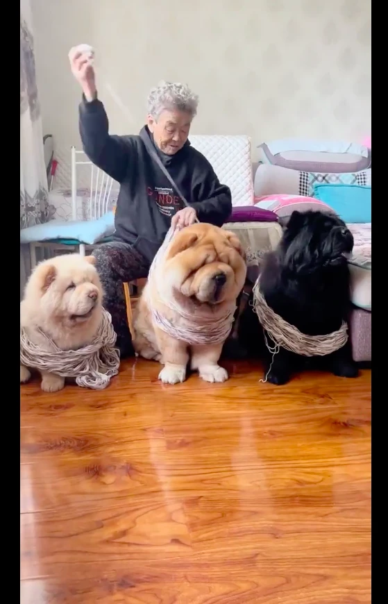 奶奶把毛线绕在狗身上，然后慢慢地滚成毛线球，养狗千日用狗一时