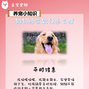 【豆宝小课堂】惊！Σ（っ°Д°；）っ狗子又拉稀了！可能是这些原因导致的