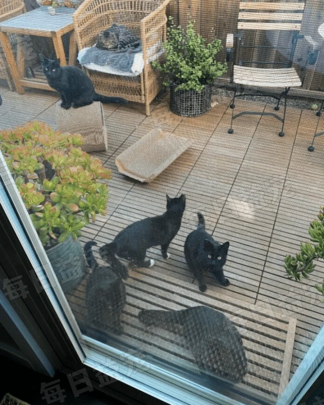 回家发现沙发躺着一只猫，主人脑子都懵了：我没有养猫呀！