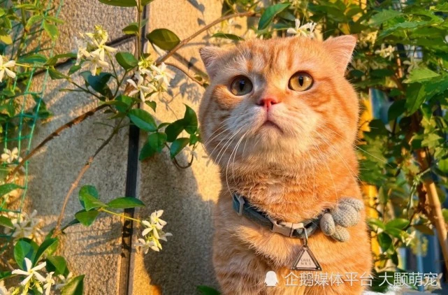 猫咪打呼噜是什么症状？真的代表开心吗？让我来解答！