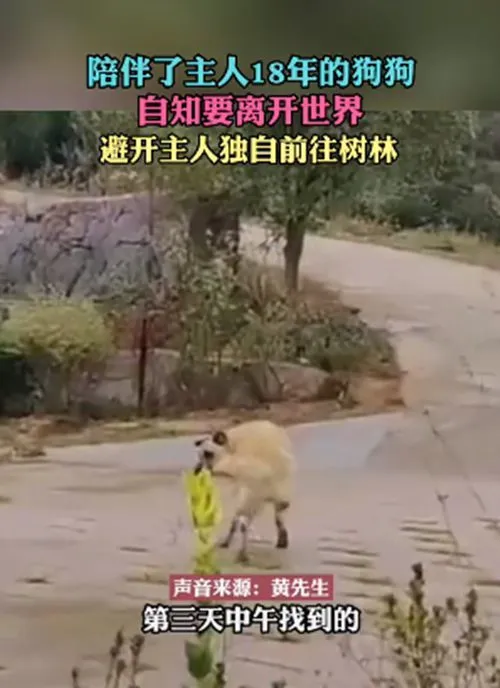 养了18年的大黄狗，离家出走了，再次找到时忍不住流泪了