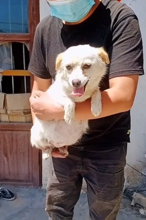 狗肉车上1只母犬腹部隆起，小伙察觉到不对：难道是怀孕了？