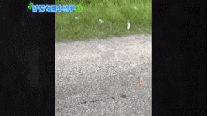 老外救助野外小奶猫，一不留神多出12个喵星人，网友：碰瓷？