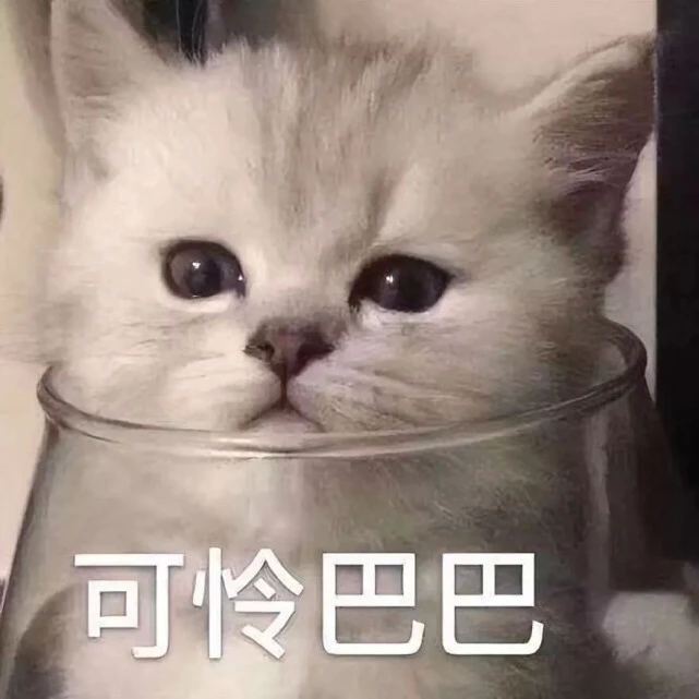 猫咪的七个道歉行为，主人不懂，算白养了