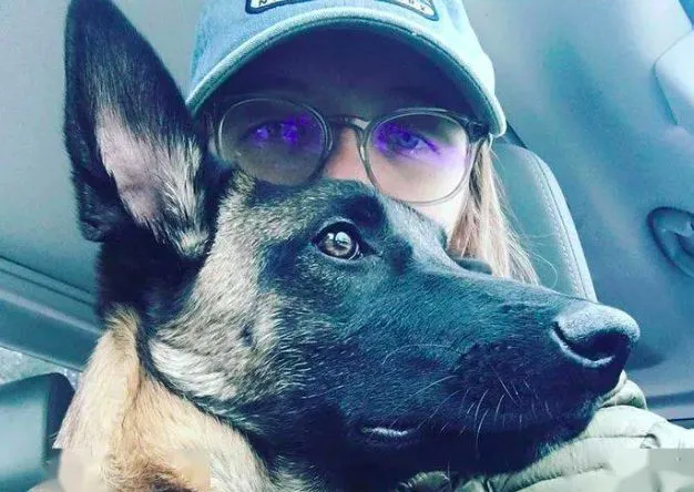 牧羊犬VS美洲狮，忠犬舍身救主，身受重伤苦撑3周后身亡