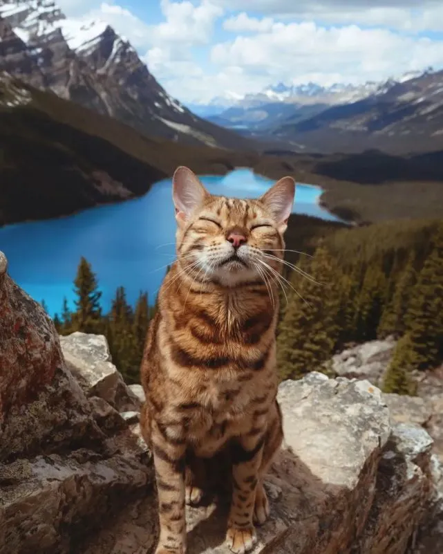 “孟加拉豹猫”7大特质！霸气的外表下竟然是这样！谁顶得住啊！