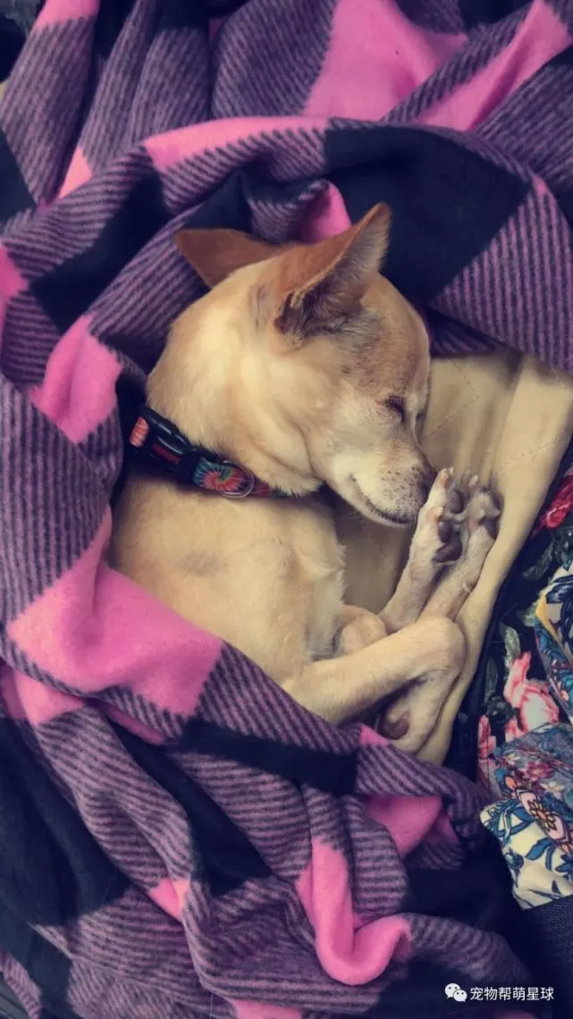 主人以为爱犬离世，两年后竟在收容所重逢，来感受下失而复得的喜悦！