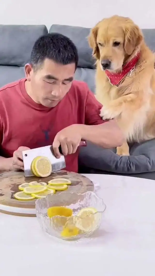 糟老头子坏得很？金毛犬：你个贱皮子，一天不揍你皮子痒？