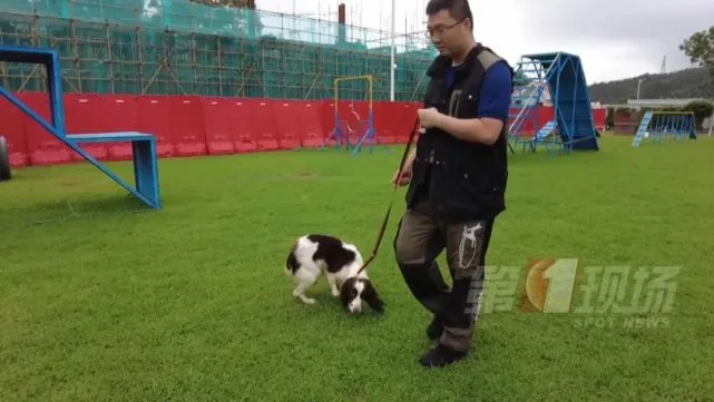 可甜可盐的狗狗“特种兵”原来是这样练成的