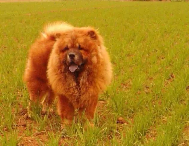 45种狗狗，很难得一见！旺！旺！旺！