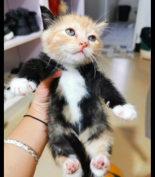 一只混色很奇怪的猫咪，看起来像是穿了件黑色的西装，太酷了吧！