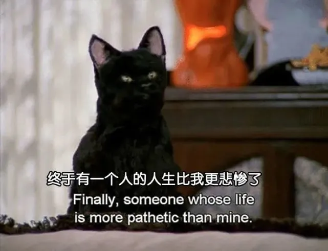 《猫猫梗图》哈哈哈哈懂但不在乎