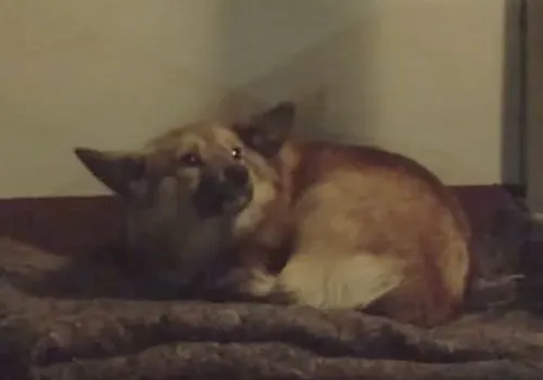 狗狗不知被遗弃苦等主人，流浪猫暖心陪伴好朋友：幸好还有你