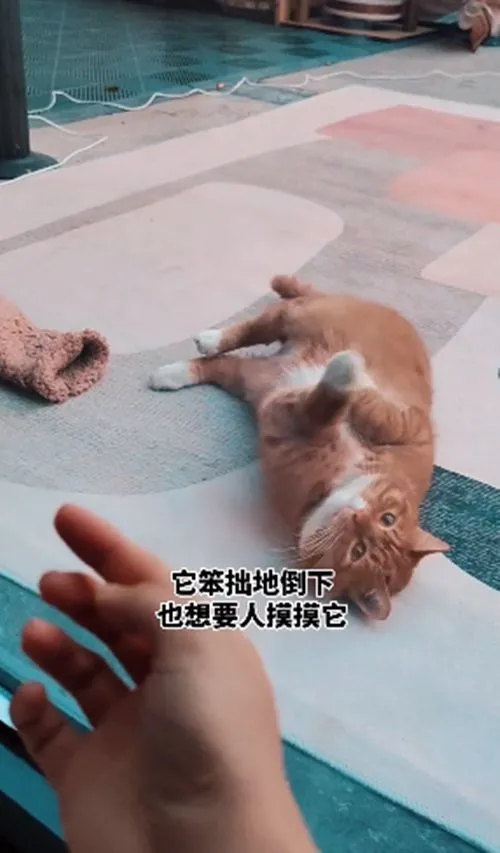 流浪橘猫蹲守在家门口，考察小姐姐，找到机会后发出求救信号