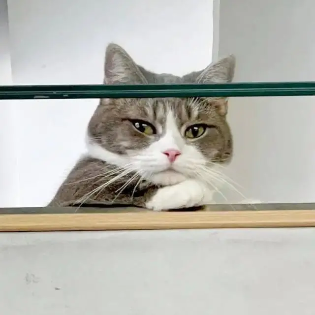 猫咪“瞧不起”铲屎官的时候，有哪些表现？