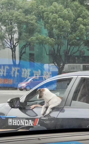 绍兴一轿车驾驶室竟然趴着一只狗狗！网友：撸狗虽爽，可要分清场合…
