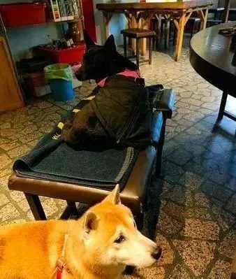 流浪猫自己跟着进家门被收养，见家里没大人竟做出这举动！