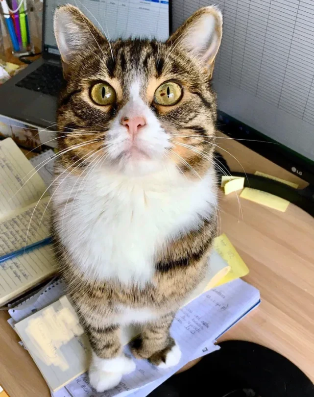 猫趣｜充满野性的小狸猫，在体验了宠物猫的生活后，变身成为了嘤嘤怪