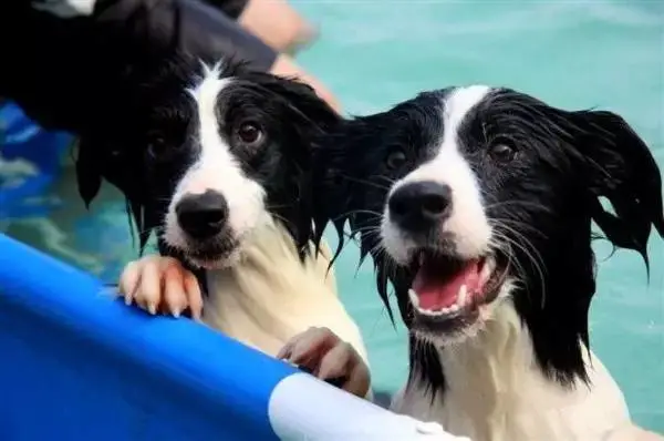 边牧专栏丨边境牧羊犬夏季游泳注意事项