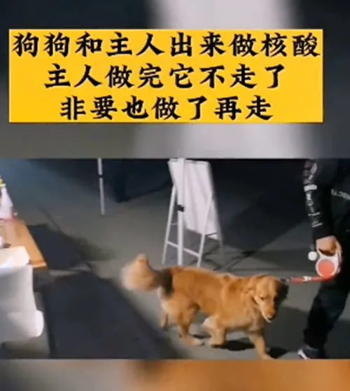 小伙带金毛出门做核酸，汪非要做完核酸再走：防疫意识不错呀