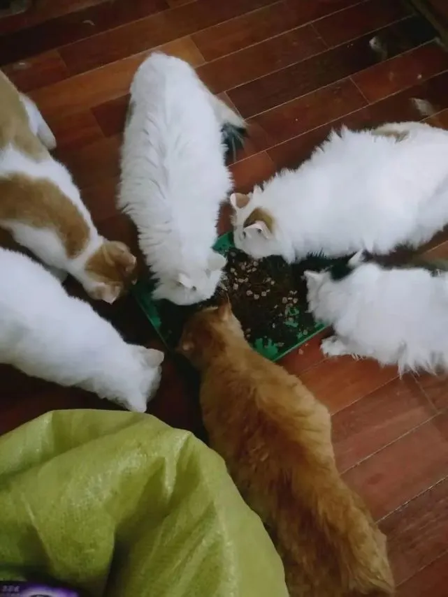 太可怜了！北京街头的流浪猫，在疫情爆发的当下，紧急求援！