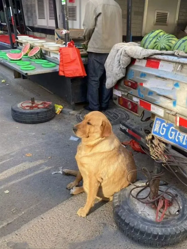 西瓜摊前坐着的1只狗狗，让人觉得十分困惑：这是喂饲料养大的吧