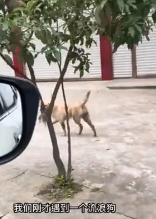 流浪狗疯狂追情侣的车，丝毫没有想要放弃：可以带我一起走吗？