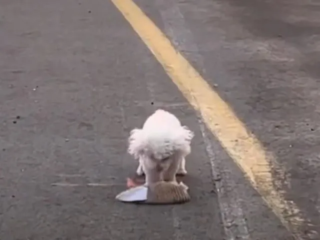 主人车祸，生死一线救出爱犬！小狗割舍心爱的玩具求路人伸出援手