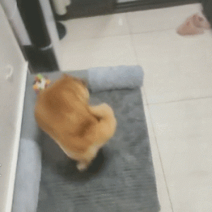 16万元被拍走，这只曾经的网红柴犬如今过得怎么样了…