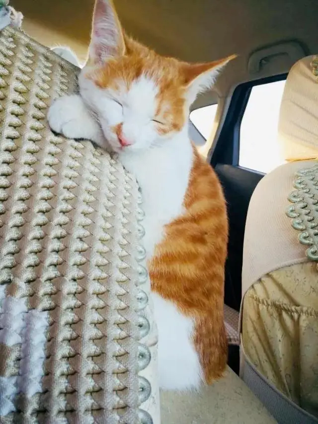 “开车带猫咪回老家，猫咪吐了一路”：猫咪也是会晕车的