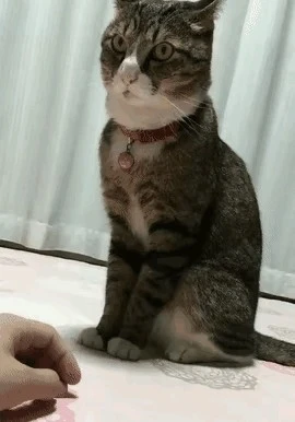 很多朋友不知道，这些东西是猫的“天敌”，会让它很害怕