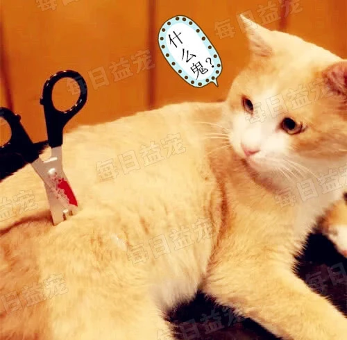 橘猫背上插着一把剪刀，主人急忙送它去医院，抱起的瞬间气坏了