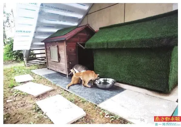 近百只流浪猫安家 流浪狗担任“保安”