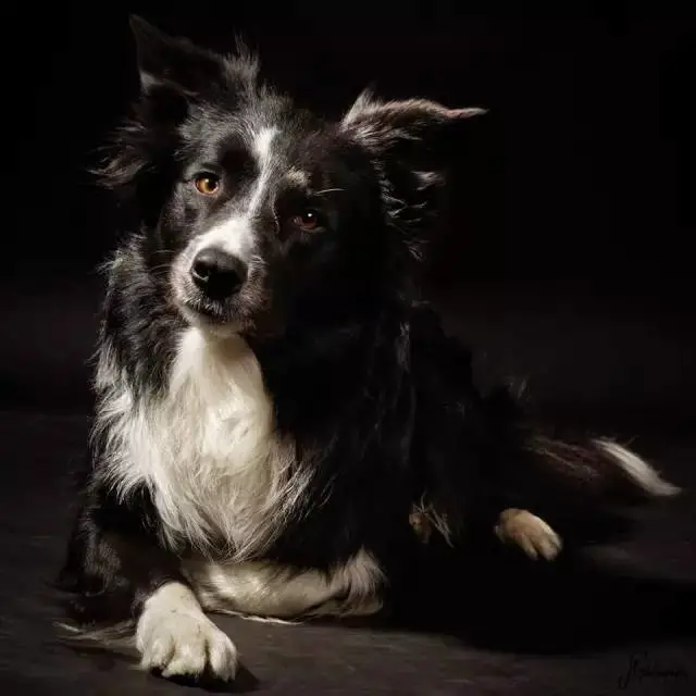 边牧专栏丨边境牧羊犬害怕看病怎么办？