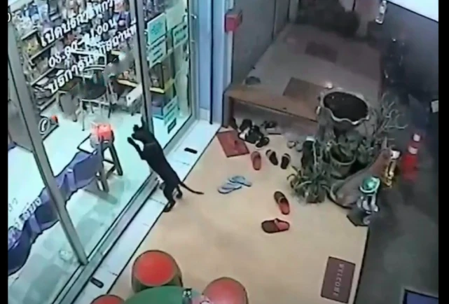 狗狗和主人走散后，跑去曾经打疫苗的医院求助，被驱赶也坚持不走