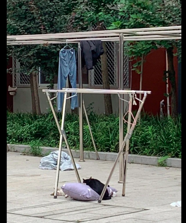 网友在外面晒的枕头，被两只猫咪当成了床，都不忍心打扰它们呢！