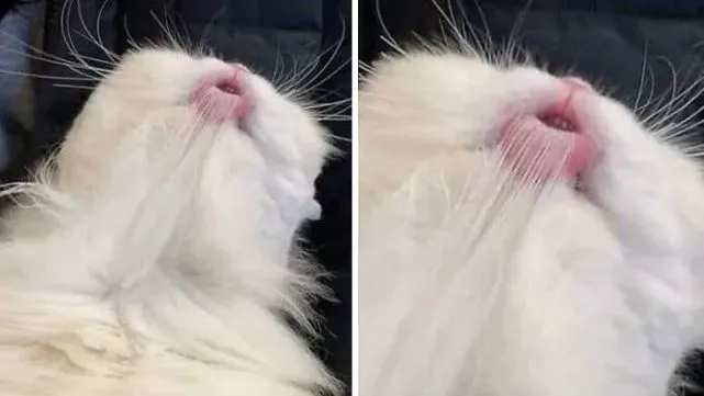 【冷兔趣闻】奇怪猫猫大赏