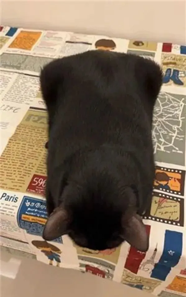 一打开镜头就和猫咪对到眼，原来我才是被监视的那个！