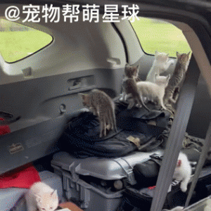 男子在马路上救下一只小奶猫，没想到TA就是个探路的…………