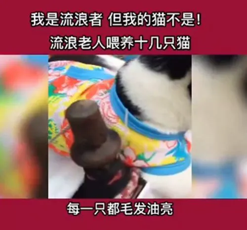 流浪汉的垃圾车上，有十几只猫咪：我是流浪者，但我的猫不是