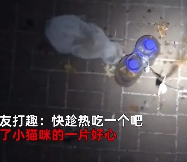 女子隔离后“空投”喂食流浪猫，随后每天都收到老鼠：最好的礼物