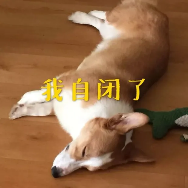 小狗突然冲出吓倒骑车行人 狗主人被起诉索赔10万余元