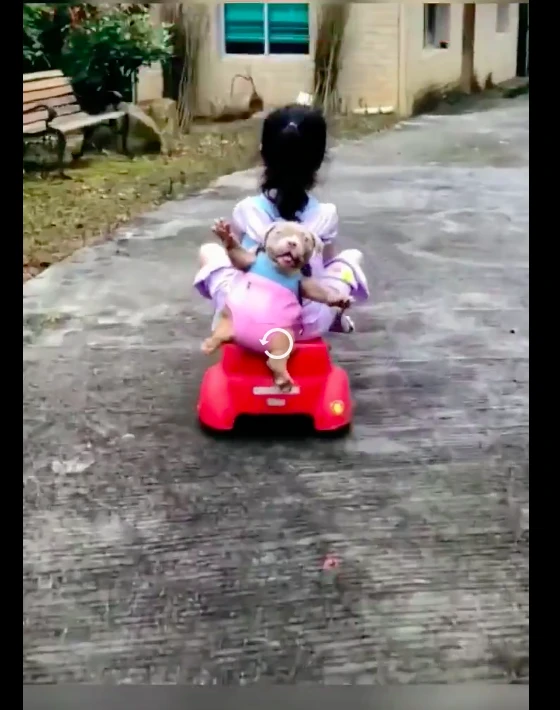 女儿背着狗狗开玩具车，狗狗被吓到四肢伸开眼睛瞪直，太好笑了！