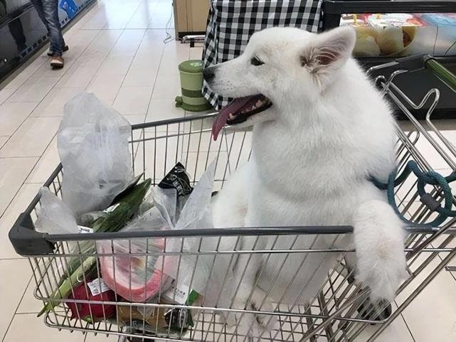 田园犬走向末路，我们都是推手和帮手，它们的灭绝只是时间问题