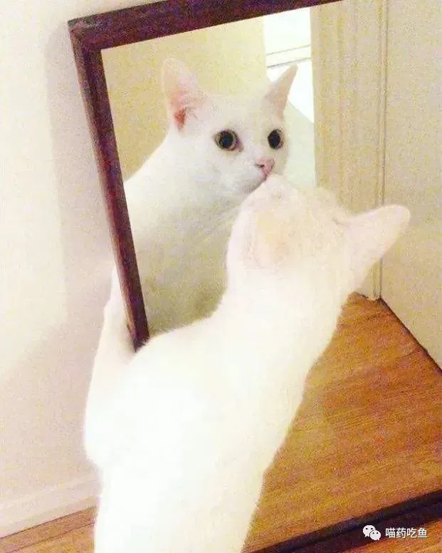 照镜子的猫是爱美？他可不这样想
