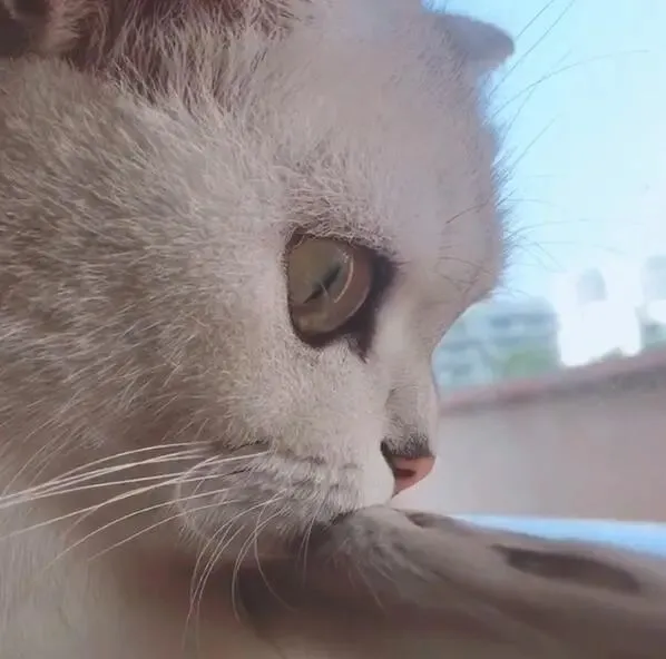 猫咪认真等主人回来，趴着全神贯注，眼里满怀期待！