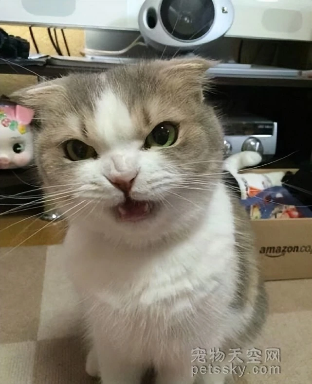 你家的小猫咪脾气也这么大吗？