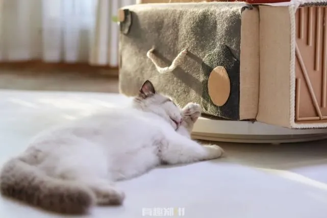 在郑州养猫，需要多少钱？